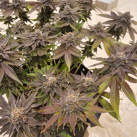 Lemon Orange #1 growlog timeline photo