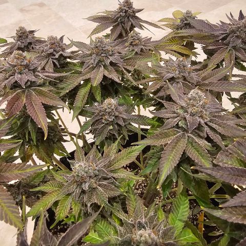 Lemon Orange #1 growlog timeline photo