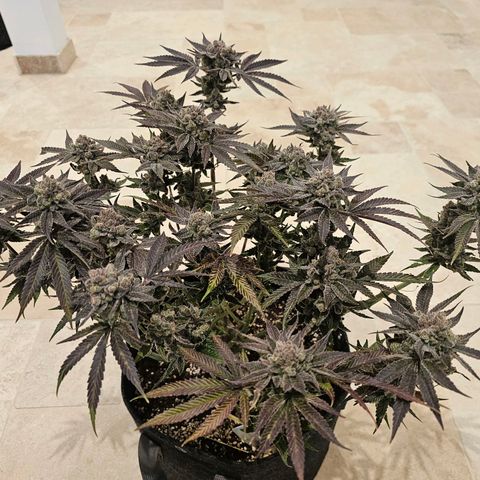 Lemon Orange #2 growlog timeline photo