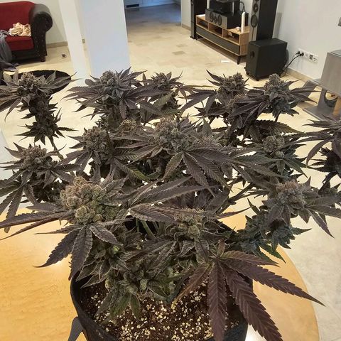 Lemon Orange #2 growlog timeline photo