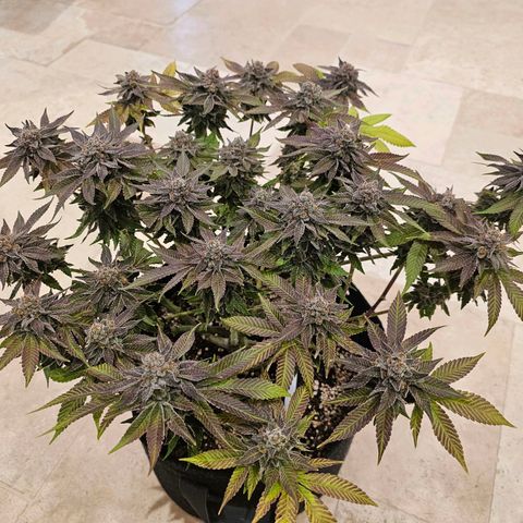 Lemon Orange #1 growlog timeline photo