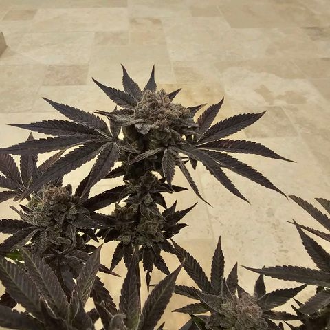 Lemon Orange #2 growlog timeline photo