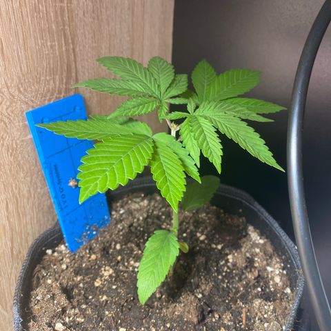 [FEM] Special Kush  growlog photo: Tag nach Topping