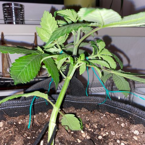 [FEM] Special Kush  growlog timeline photo