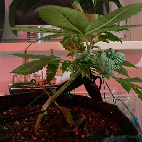 [FEM] Special Kush  growlog timeline photo