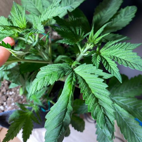 [FEM] Special Kush  growlog timeline photo