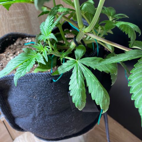 [FEM] Special Kush  growlog timeline photo