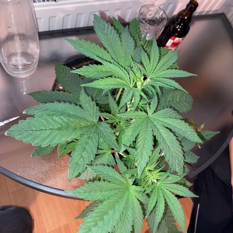 [FEM] Special Kush  growlog timeline photo