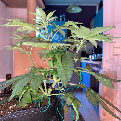 [FEM] Special Kush  growlog timeline photo