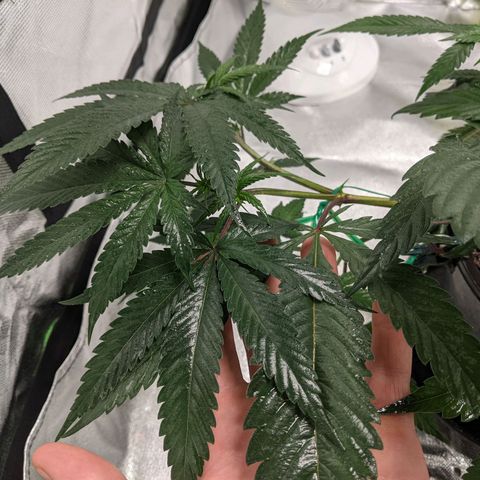 Cain growlog photo: Calmag sprayed, worm piss fertigated, first tipping was 2 days ago. First signs of new growth. 

Little Cain was WET and highly acidic. 
Swapped positioning of pots for light exposure. 