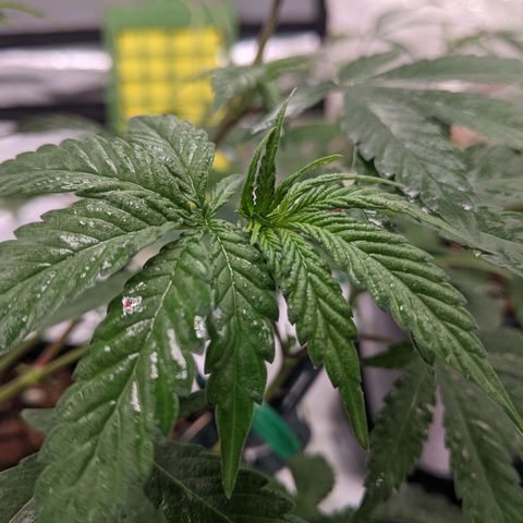 Cain growlog timeline photo