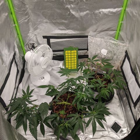 Cain growlog photo: Calmag sprayed, worm piss fertigated, first tipping was 2 days ago. First signs of new growth. 

Little Cain was WET and highly acidic. 
Swapped positioning of pots for light exposure. 