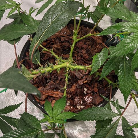 Cain growlog photo: Calmag sprayed, worm piss fertigated, first tipping was 2 days ago. First signs of new growth. 

Little Cain was WET and highly acidic. 
Swapped positioning of pots for light exposure. 