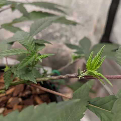 Cain growlog photo: New growth after topping