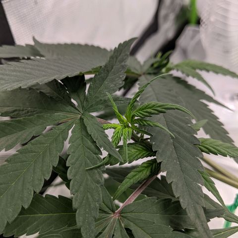Cain growlog photo: New growth after topping