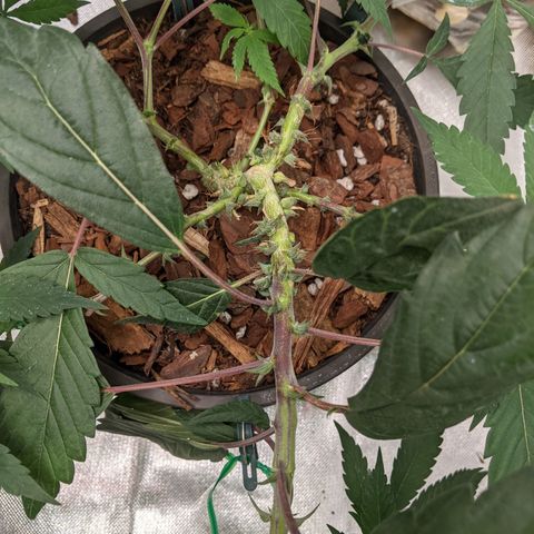 Cain growlog timeline photo