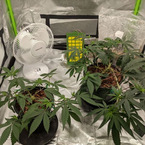 Cain growlog timeline photo
