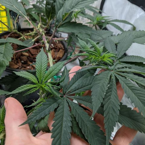 Cain growlog timeline photo
