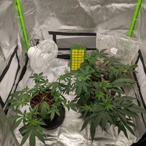 Cain growlog timeline photo