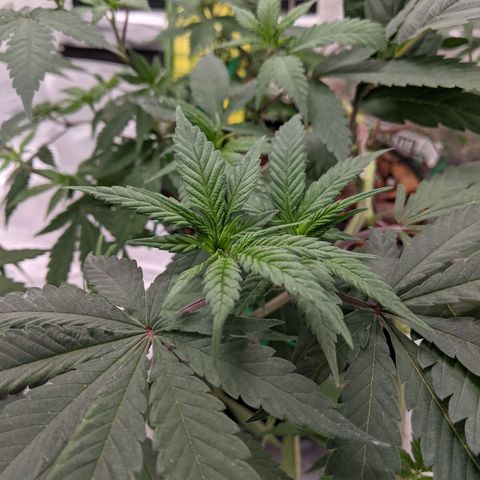 Cain growlog timeline photo