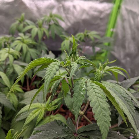 Cain growlog photo: Reported 