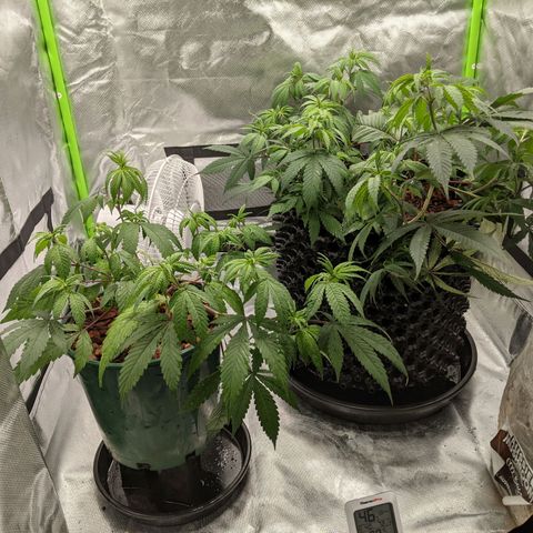 Cain growlog photo: Reported 
