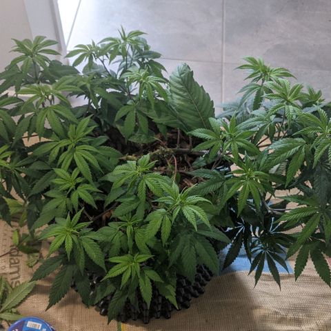 Cain growlog photo: Before and after LST and light trim