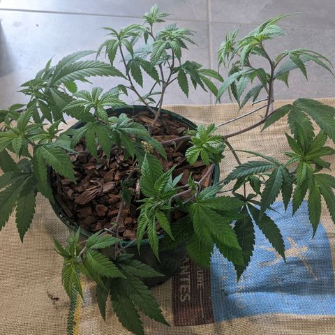 Cain growlog photo: Before and after LST and light trim