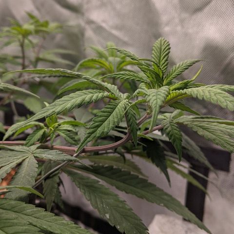 Cain growlog timeline photo