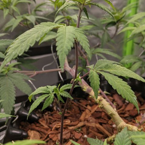 Cain growlog timeline photo