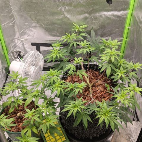 Cain growlog timeline photo