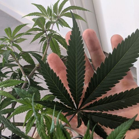Cain growlog photo: Before and after LST and light trim