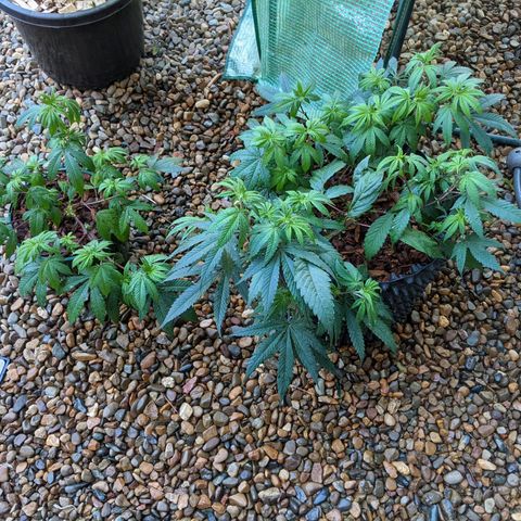 Cain growlog photo: Reported 