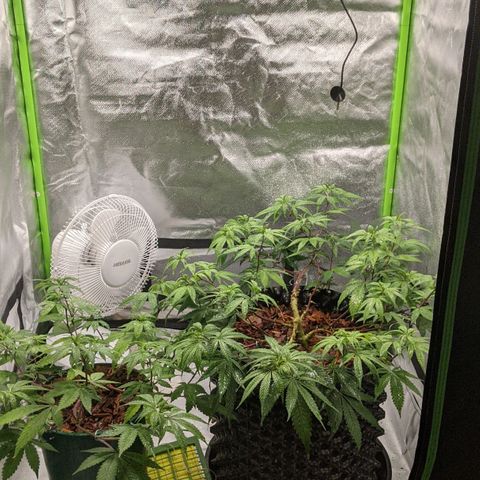 Cain growlog photo: Calmag foliar spray
