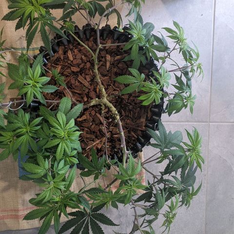 Cain growlog photo: Before and after LST and light trim