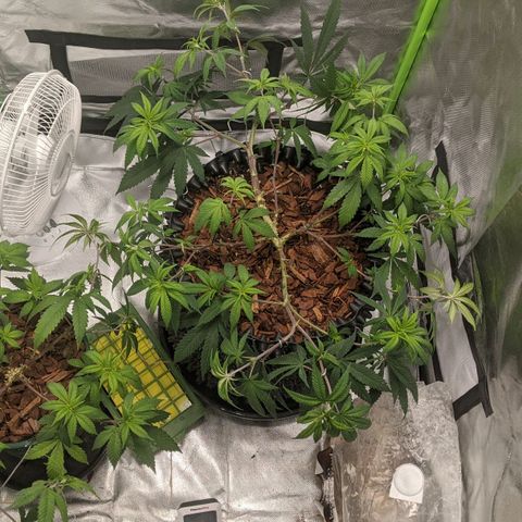 Cain growlog photo: Before and after LST and light trim
