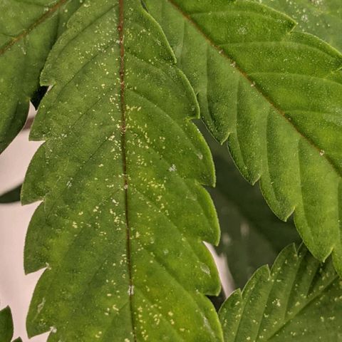 Cain growlog timeline photo
