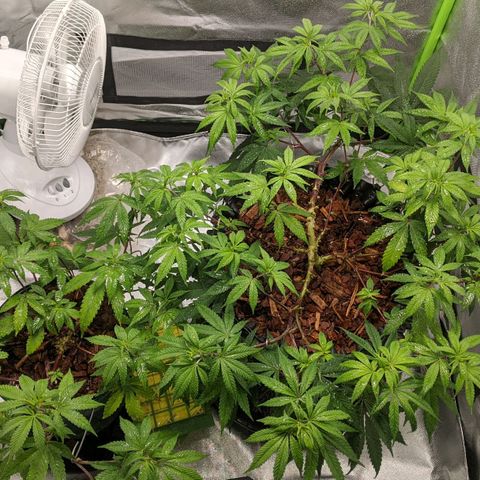 Cain growlog photo: Calmag foliar spray