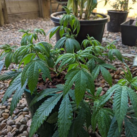 Cain growlog photo: Reported 