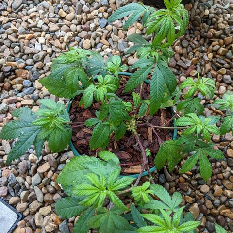 Cain growlog photo: Reported 