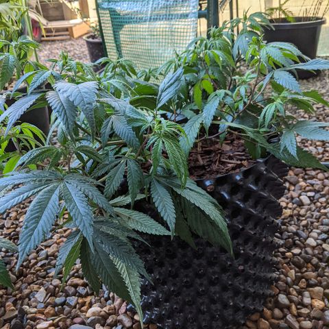 Cain growlog photo: Reported 