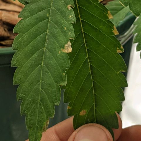 Cain growlog timeline photo