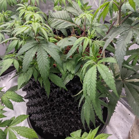 Cain growlog photo: Reported 