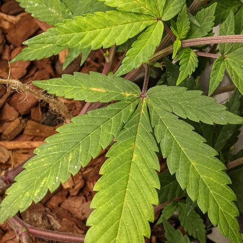 Cain growlog timeline photo