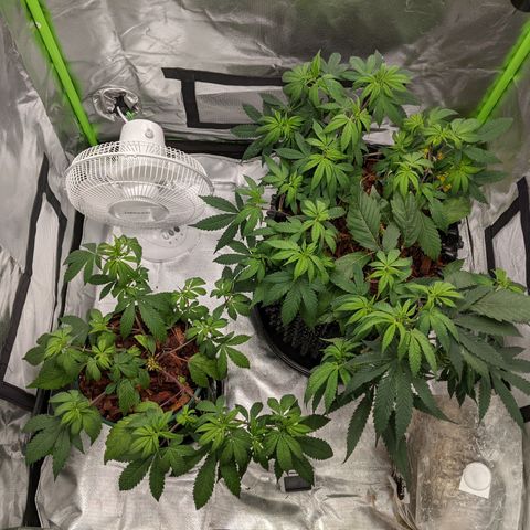 Cain growlog photo: Reported 