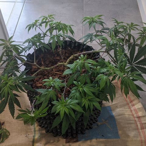 Cain growlog photo: Before and after LST and light trim