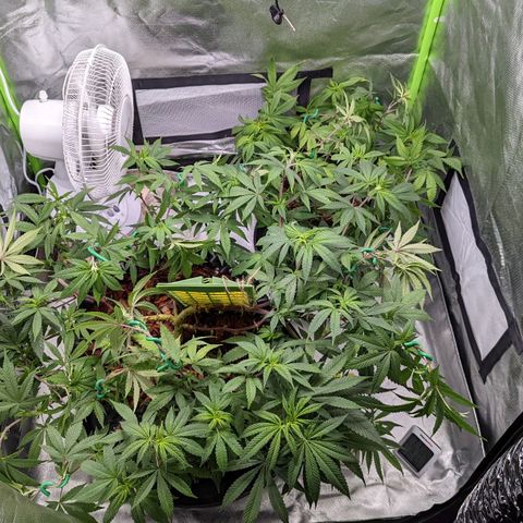 Cain growlog photo: LST before flip. Watered and Neem sprayed. 