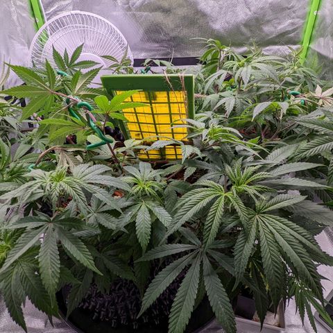 Cain growlog photo: LST before flip. Watered and Neem sprayed. 