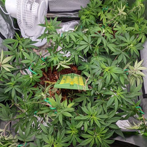 Cain growlog photo: LST before flip. Watered and Neem sprayed. 