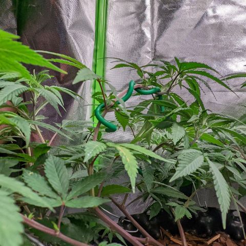 Cain growlog photo: Pre flip